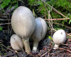 Young Alcohol Ink Caps still have the cap margin clinging to the stalk. 